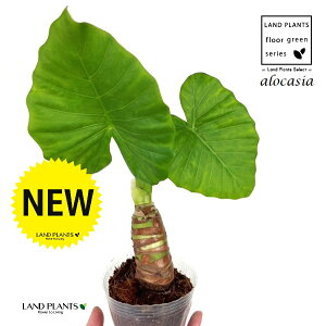 NYCioj 3.5 |bgc 1 AJVA Ih A[JVA TgC o Alocasia odora