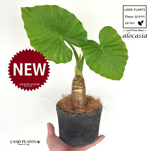 NYCioj F X|bg V_[^ 퐻 1 yRRt@Co[z AJVA Ih A[JVA TgC o Alocasia odora