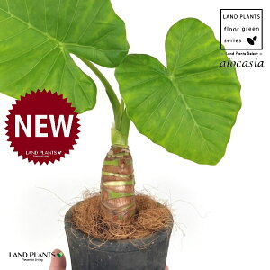 NYCioj F X|bg V_[^ 퐻 1 yRRt@Co[z AJVA Ih A[JVA TgC o Alocasia odora