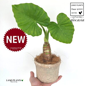 NYCioj F X|bg V_[^ 퐻 1 yRRt@Co[z AJVA Ih A[JVA TgC o Alocasia odora