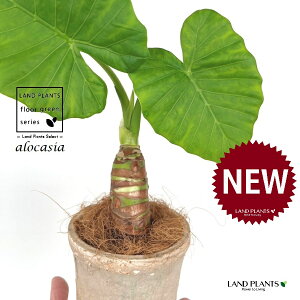 NYCioj F X|bg V_[^ 퐻 1 yRRt@Co[z AJVA Ih A[JVA TgC o Alocasia odora