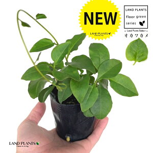 IJJiAJUJYF_Sj 3 |bgc 1 ȂЂႭ₭ u킩 uJ |cƈꌬ Anredera cordifolia
