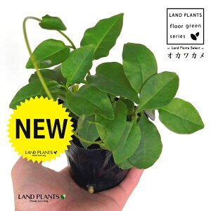 IJJiAJUJYF_Sj 3 |bgc 1 ȂЂႭ₭ u킩 uJ |cƈꌬ Anredera cordifolia