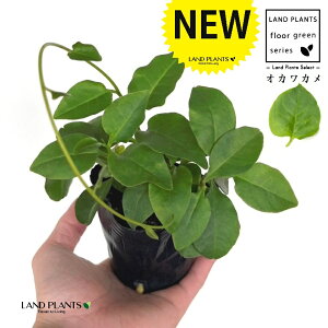 IJJiAJUJYF_Sj 3 |bgc 1 ȂЂႭ₭ u킩 uJ |cƈꌬ Anredera cordifolia