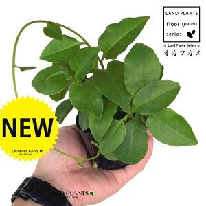 IJJiAJUJYF_Sj 3 |bgc 1 ȂЂႭ₭ u킩 uJ |cƈꌬ Anredera cordifolia