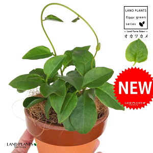 IJJiAJUJYF_Sj ̂Ȃ ʉ 4 [^ 1 yRRt@Co[z ȂЂႭ₭ u킩 uJ |cƈꌬ Anredera cordifolia