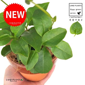 IJJiAJUJYF_Sj ̂Ȃ ʉ 4 [^ 1 yRRt@Co[z ȂЂႭ₭ u킩 uJ |cƈꌬ Anredera cordifolia