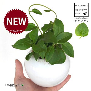 IJJiAJUJYF_Sj F ی^ 픫 1 yMERRt@Co[z ȂЂႭ₭ u킩 uJ |cƈꌬ Anredera cordifolia