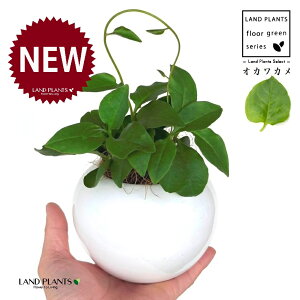 IJJiAJUJYF_Sj F ی^ 픫 1 yMERRt@Co[z ȂЂႭ₭ u킩 uJ |cƈꌬ Anredera cordifolia