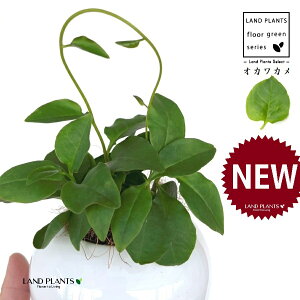 IJJiAJUJYF_Sj F ی^ 픫 1 yMERRt@Co[z ȂЂႭ₭ u킩 uJ |cƈꌬ Anredera cordifolia