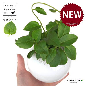 IJJiAJUJYF_Sj F ی^ 픫 1 yMERRt@Co[z ȂЂႭ₭ u킩 uJ |cƈꌬ Anredera cordifolia