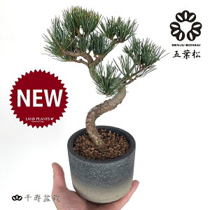 y~́z ~ BONSAI ̖؁iܗtFSE}cjȂ 5 Of[V 픫 1 yME΁z }c  ̖ Pinus parviflora Japanese White Pine