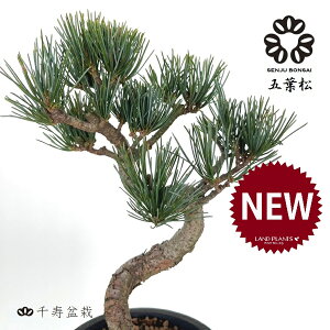 y~́z ~ BONSAI ̖؁iܗtFSE}cjȂ 5 Of[V 픫 1 yME΁z }c  ̖ Pinus parviflora Japanese White Pine