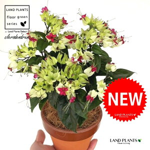 QyCJYij ̂Ȃ ʉ 4 [^ 1 yRRt@Co[z Nfh Nfh NTM QyCNTM QyC{N Clerodendrum thomsoniae