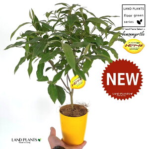 }[g 4 F vX`bN 1 yRRt@Co[z Zebh}[g n[u fBJn[u A}es[  }[g Vg[ lemon myrtle Backhousia citriodora