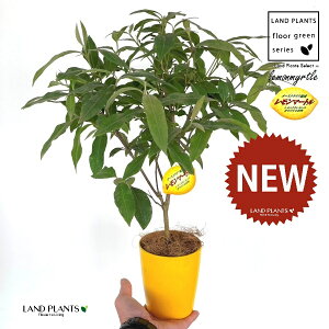 }[g 4 F vX`bN 1 yRRt@Co[z Zebh}[g n[u fBJn[u A}es[  }[g Vg[ lemon myrtle Backhousia citriodora