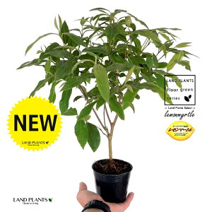 }[g 3.5 |bgc 1 Zebh}[g n[u fBJn[u A}es[  }[g Vg[ lemon myrtle Backhousia citriodora