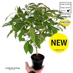 }[g 3.5 |bgc 1 Zebh}[g n[u fBJn[u A}es[  }[g Vg[ lemon myrtle Backhousia citriodora