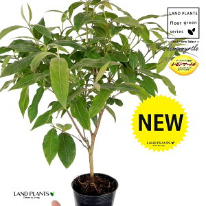 }[g 3.5 |bgc 1 Zebh}[g n[u fBJn[u A}es[  }[g Vg[ lemon myrtle Backhousia citriodora