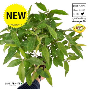 }[g 3.5 |bgc 1 Zebh}[g n[u fBJn[u A}es[  }[g Vg[ lemon myrtle Backhousia citriodora