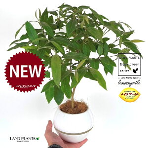 }[g 4 F {[|bg M̎ vX`bN MTCY 1 yRRt@Co[z Zebh}[g n[u fBJn[u  }[g Vg[ lemon myrt