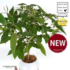 }[g 4 F {[|bg M̎ vX`bN MTCY 1 yRRt@Co[z Zebh}[g n[u fBJn[u  }[g Vg[ lemon myrt