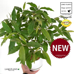 }[g 4 F {[|bg M̎ vX`bN MTCY 1 yRRt@Co[z Zebh}[g n[u fBJn[u  }[g Vg[ lemon myrt