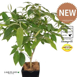 }[g 4 F L[u^ vX`bN 1 yMERRt@Co[z Zebh}[g n[u fBJn[u  }[g Vg[ lemon myrtle Backhousia citriod