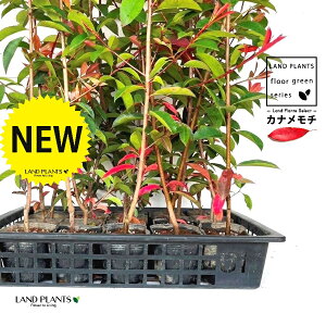 yP[X̔FC/T20z bhrixjJi`j 3.5 |bgc i20{j i90`120cmj ZCEJi Ji` _ _ ډB eco GR g΍ Photinia glabra Japanese photinia 