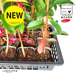 yP[X̔FC/T20z bhrixjJi`j 3.5 |bgc i20{j i90`120cmj ZCEJi Ji` _ _ ډB eco GR g΍ Photinia glabra Japanese photinia 