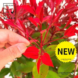 yP[X̔FC/T20z bhrixjJi`j 3.5 |bgc i20{j i90`120cmj ZCEJi Ji` _ _ ډB eco GR g΍ Photinia glabra Japanese photinia 