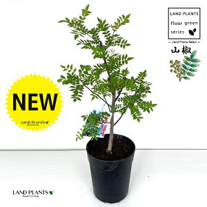 山椒(サンショウ) 6号 プラスチック鉢 1鉢 朝倉山椒 あさくらさんしょ 苗 山椒の木 サンショウの木 サンショ 木の芽 キノメ ハジカミ 葉サンショウ 葉山椒 香辛料 蝶々のエサ 蝶々 Zanthoxylum