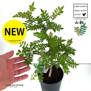 RiTVEj 6 vX`bN 1 qR 炳񂵂 c R̖ TVE̖ TV ؂̉ Lm nWJ~ tTVE tR h X̃GT X Zanthoxylum