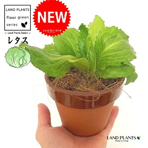 ^Xi䐁j ̂Ȃ ʉ 4 [^ 1 yRRt@Co[z `Vi䐁j `T ƒ؉ R Lactuca sativa Lettuce