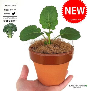 ubR[ ̂Ȃ ʉ 4 [^ 1 yRRt@Co[z Ԃ[ niTCiԞ؁j~hniTCiΉԞ؁jƒ؉ R broccoli Brassica oleracea var. italica