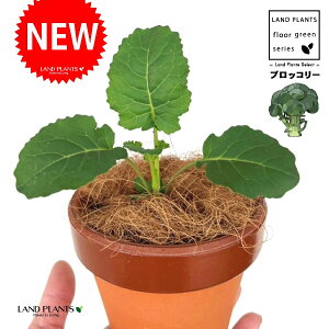 ubR[ ̂Ȃ ʉ 4 [^ 1 yRRt@Co[z Ԃ[ niTCiԞ؁j~hniTCiΉԞ؁jƒ؉ R broccoli Brassica oleracea var. italica