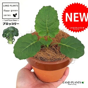 ubR[ ̂Ȃ ʉ 4 [^ 1 yRRt@Co[z Ԃ[ niTCiԞ؁j~hniTCiΉԞ؁jƒ؉ R broccoli Brassica oleracea var. italica