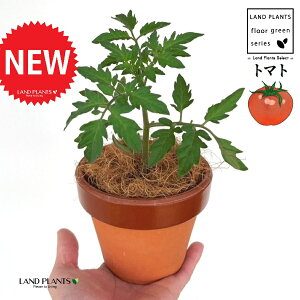 g}gi׉ցj ̂Ȃ ʉ 4 [^ 1 yRRt@Co[z Ƃ܂ v`g}g t[cg}g AJiXiԉ֎qj` ԉ֎q ׉ Z X֎q ƒ؉ R tomato Solan