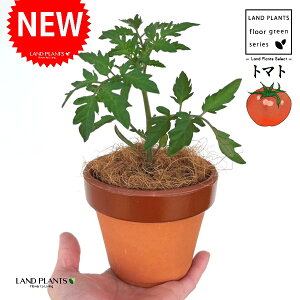 g}gi׉ցj ̂Ȃ ʉ 4 [^ 1 yRRt@Co[z Ƃ܂ v`g}g t[cg}g AJiXiԉ֎qj` ԉ֎q ׉ Z X֎q ƒ؉ R tomato Solan