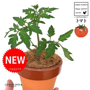 g}gi׉ցj ̂Ȃ ʉ 4 [^ 1 yRRt@Co[z Ƃ܂ v`g}g t[cg}g AJiXiԉ֎qj` ԉ֎q ׉ Z X֎q ƒ؉ R tomato Solan