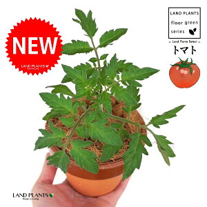 g}gi׉ցj ̂Ȃ ʉ 4 [^ 1 yRRt@Co[z Ƃ܂ v`g}g t[cg}g AJiXiԉ֎qj` ԉ֎q ׉ Z X֎q ƒ؉ R tomato Solan