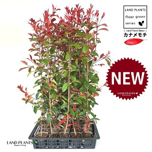 yP[X̔FC/T20z bhrixjJi`j 3.5 |bgc i20{j i90`120cmj ZCEJi Ji` _ _ ډB eco GR g΍ Photinia glabra Japanese photinia 