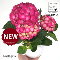 楽天市場】紫陽花 8号鉢の通販