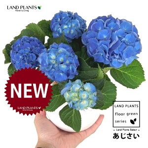 �������� �i���d�炫�F�j ���F �ی^ ���픫 1�� �y��M�E�R�R�t�@�C�o�[�z ���z�� �A�W�T�C �z���A�W�T�C �K�N�A�W�T�C �n�C�h�����W�A Hydrangea macrophylla