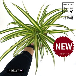 Idiܒߗj 4 F vX`bN 1 yRRt@Co[z IY LWJNV Chlorophytum comosum Spider plant