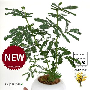 AJVAi~Uj F ی^ 픫 1 yMERRt@Co[z tTAJVAi[j bgW niAJVA MEAJVA tAJVA ~UAJVA ~U̓ Acaci