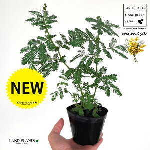 AJVAi~Uj 3.5 |bgc 1 tTAJVAi[j bgW niAJVA MEAJVA tAJVA ~UAJVA ~U̓ Acacia dealbata silver wattle mimosa