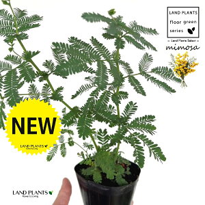 AJVAi~Uj 3.5 |bgc 1 tTAJVAi[j bgW niAJVA MEAJVA tAJVA ~UAJVA ~U̓ Acacia dealbata silver wattle mimosa