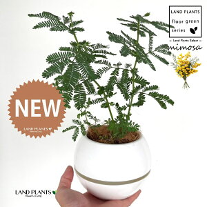 AJVAi~Uj 4 F {[|bg M̎ vX`bN MTCY 1 yRRt@Co[z tTAJVAi[j bgW niAJVA MEAJVA ~UAJ