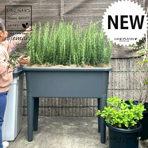 ���[�Y�}���[�i5�� �����A���j �l�{���� �X�^�C���b�V�� �r�t���v�����^�[ 1�� �i�O���[�j �y�R�R�t�@�C�o�[�E�r4�{�z �y�����i�ł��͂����܂��z Breezy Green rosemary 8